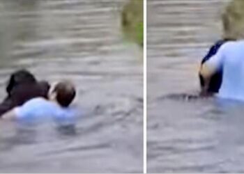 Man Leaps into Zoo Enclosure to Rescue Chimp After Staff Refuse to Help