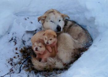 Heartless Abandonment Leads to Dog and Puppies Braving the Snow Together