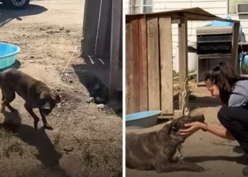 Tied Up in the Yard at Over 40 Degrees, Help Arrives Just in Time for This Dog