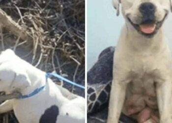Shelter’s Emotional Letter to Owner Who Abandoned Pregnant Dog
