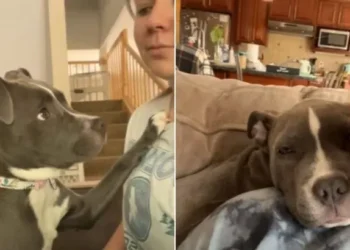 Rescue Dog Never Wants to Be Away from Her New Mom