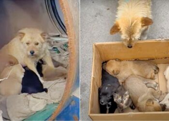 Woman Discovers Stray Dog in Barrel With Her Babies But They’re ‘Not All Puppies’