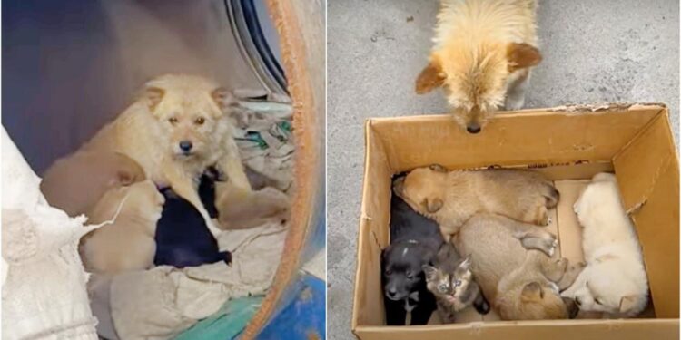Woman Discovers Stray Dog in Barrel With Her Babies But They’re ‘Not ...
