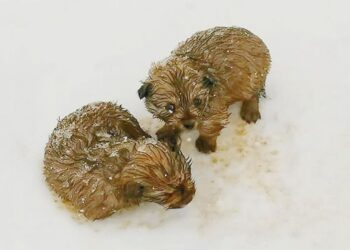 Dad and Son Bravely Rescue Shivering Puppies in Freezing -20 Degree Weather