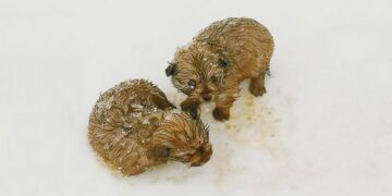 Dad and Son Bravely Rescue Shivering Puppies in Freezing -20 Degree Weather