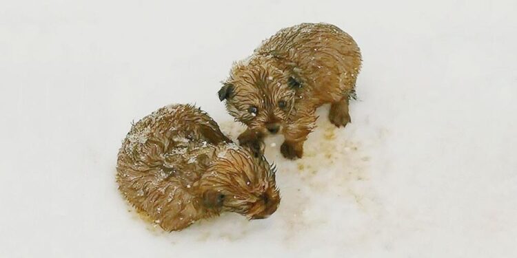Dad and Son Bravely Rescue Shivering Puppies in Freezing -20 Degree Weather