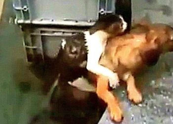 Brave Puppy Dives Into Water to Rescue Drowning Cat
