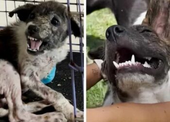 Woman’s Persistent Care Transforms Aggressive Dog, Touching Hearts