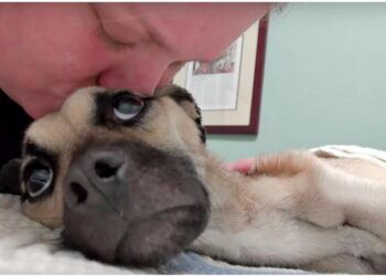 They Denied Her Food, But Rescuers Fought to Show She Deserved Everything