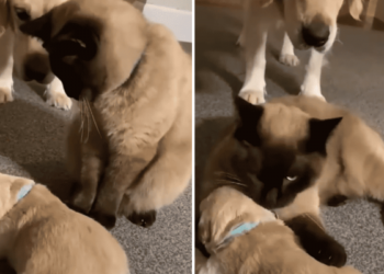 Puppy Joins the Family, But the Cat Doesn’t Like Him – How He Wins Her Heart is Incredibly Sweet