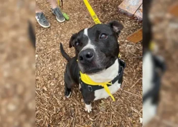 Dog Waits 500 Days in Shelter for a Home, Gets Returned After Just One Week