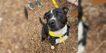 Dog Waits 500 Days in Shelter for a Home, Gets Returned After Just One Week