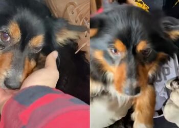 Man Discovers Dog Protectively Sheltering Her Sole Puppy in a Shed