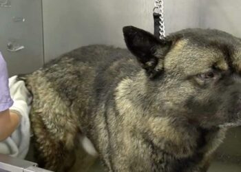 Akita Never Shows Emotions Until an Amazing Transformation at the Groomer’s