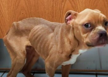 Rescued Pit Bull’s Heartwarming Transformation into a Joyful Chubby Boy