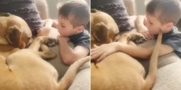 7-Year-Old Boy Tells His Scared Rescue Dog That He Is ‘Loved So Much’