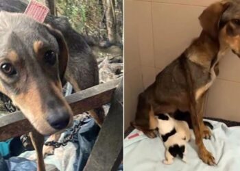 Hungry Mother Dog and Her Puppies Discovered in Urgent Need of Food and a Safe Haven