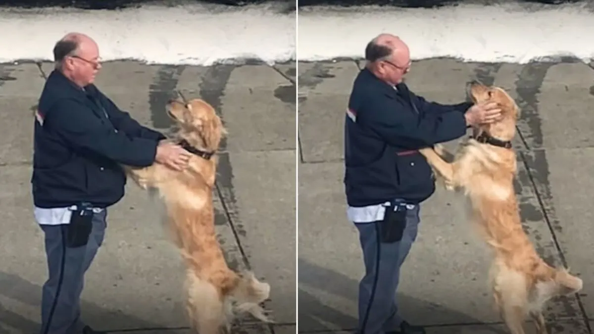 A Mailman and Golden Retriever Duo Spread Joy with Their Sweet ...