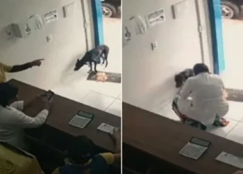 A Stray Dog Made His Way To The Vet Clinic Independently Turning Out To Be His Life’s Best Decision