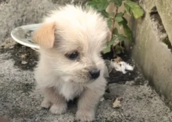 Abandoned Puppy Trembling in the Cold Finds Love with His Forever Dad
