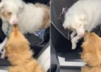 Dog Touches His Blind Friend’s Nose As The Sweetest Hello