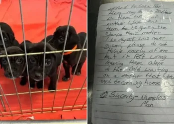 Homeless Man Leaves Puppies at Shelter With Sad Letter