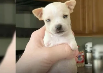 Puppy Born With Just Two Legs Triumphs Over Every Challenge Faced