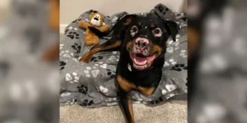 Rottweiler Rescued from a Ditch with Unusual Condition And Finds a Caring Home