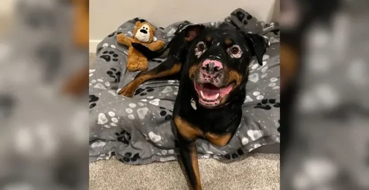 Rottweiler Rescued from a Ditch with Unusual Condition And Finds a Caring Home