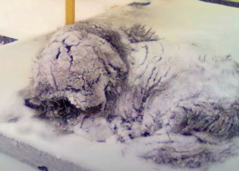 In Freezing Cold Dog Heard Someone Coming as Her Heartbeat Slowed Down