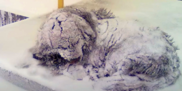 In Freezing Cold Dog Heard Someone Coming as Her Heartbeat Slowed Down