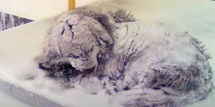 In Freezing Cold Dog Heard Someone Coming as Her Heartbeat Slowed Down
