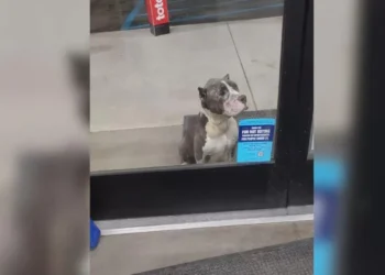 Shoppers Touched by the Sight of a Sad Dog Seeking Help at the Store Entrance