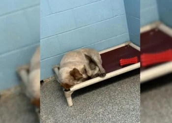 Street Dog Saddened as Her Best Friend Departs for a New Home Alone