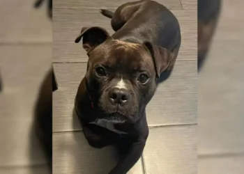 Rescue Dog Overlooked Because of His Color Hopes for a Family