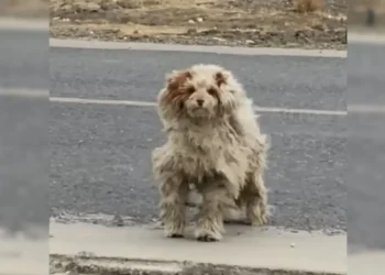 Female Saw A Severely Matted Stray Dog On The Path And Chose To Help Him