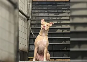Woman Finds Her Heart Racing Upon Discovering Dog Abandoned at Subway Station Pole