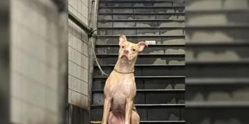 Woman Finds Her Heart Racing Upon Discovering Dog Abandoned at Subway Station Pole