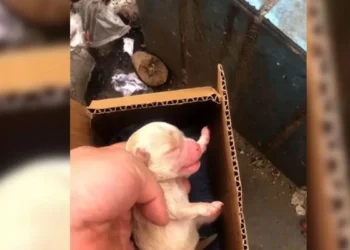 Man Discovers Abandoned Puppy Crying in Trash