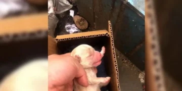 Man Discovers Abandoned Puppy Crying in Trash