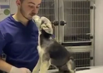 A Rescued Pup Escapes Abuse and Discovers the Joy of Unconditional Love