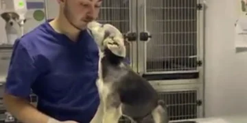 A Rescued Pup Escapes Abuse and Discovers the Joy of Unconditional Love