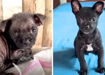The Remarkable Recovery of a Severely Ill Puppy After Being Rescued