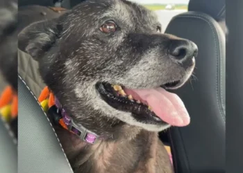 Rescuers Discover Senior Dog in Restroom With A Heartbreaking Note From Her Owner