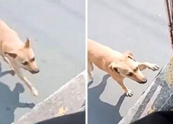 Stray Dog Chases a Bus Hoping to Be Adopted by the Driver