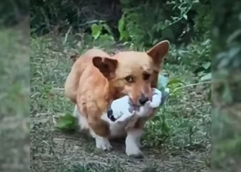 A Loving Mother Dog Approaches a Man with Her Puppy, Pleading for Help