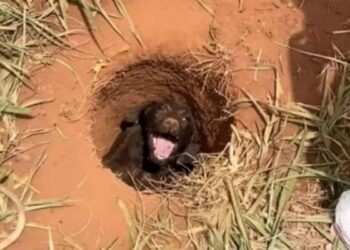 Schoolboy Finds Puppy in Distress on His Way Home