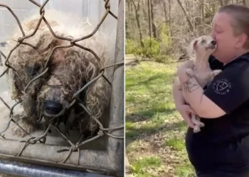 Blind Dog Excited to Smell His Family After Missing for Years