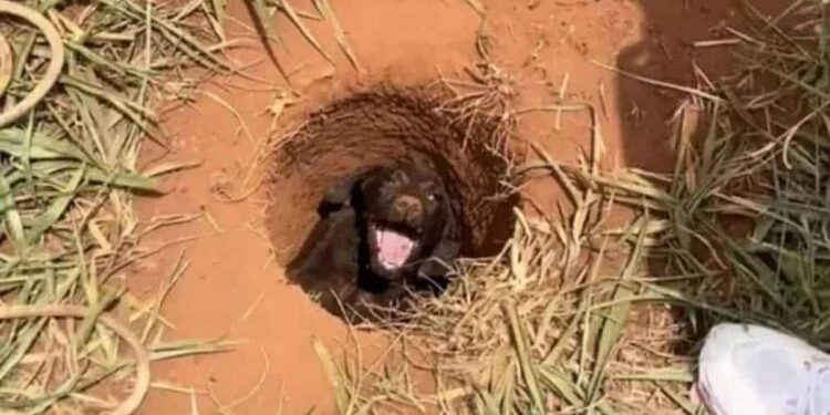 Schoolboy Finds Puppy in Distress on His Way Home