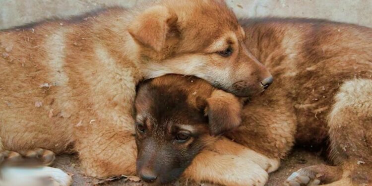 Girl Finds Puppies Clinging Together for Warmth Near Trash Bins